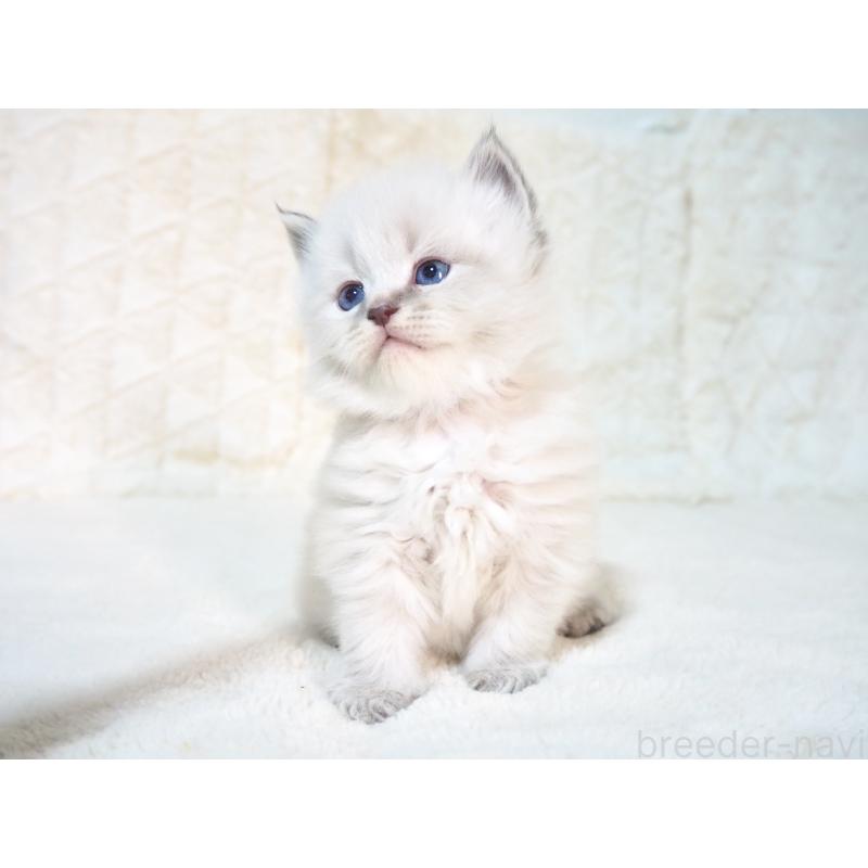 販売中の大阪府のサイベリアン-135402の3枚目