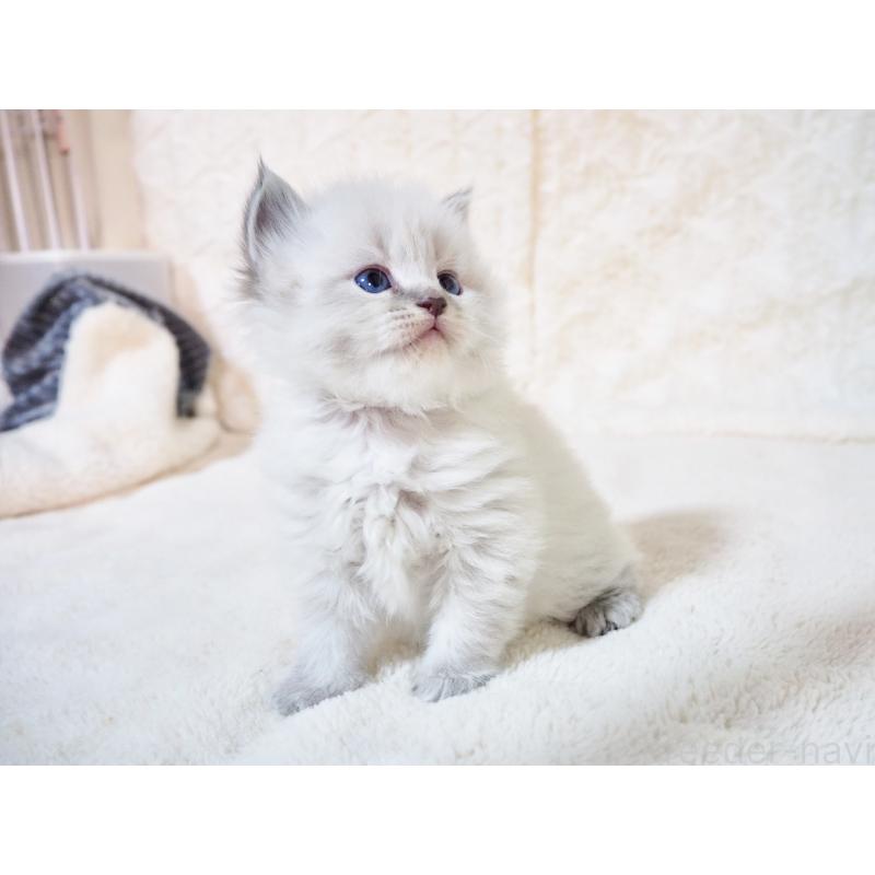 販売中の大阪府のサイベリアン-135402の2枚目