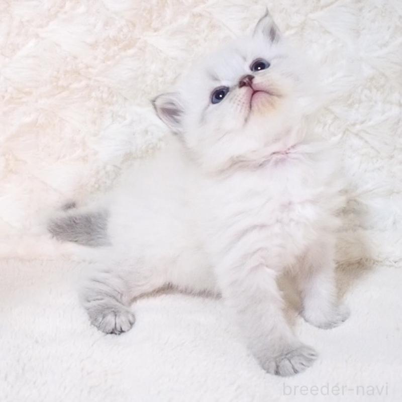 販売中の大阪府のサイベリアン-135403の11枚目