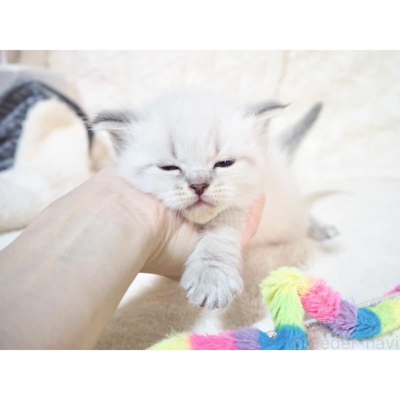 販売中の大阪府のサイベリアン-135403の10枚目