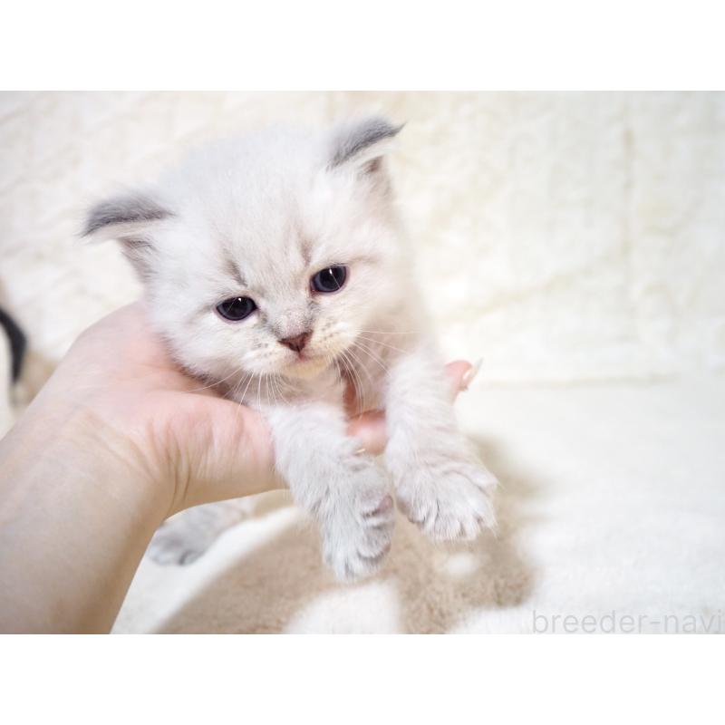 販売中の大阪府のサイベリアン-135403の9枚目