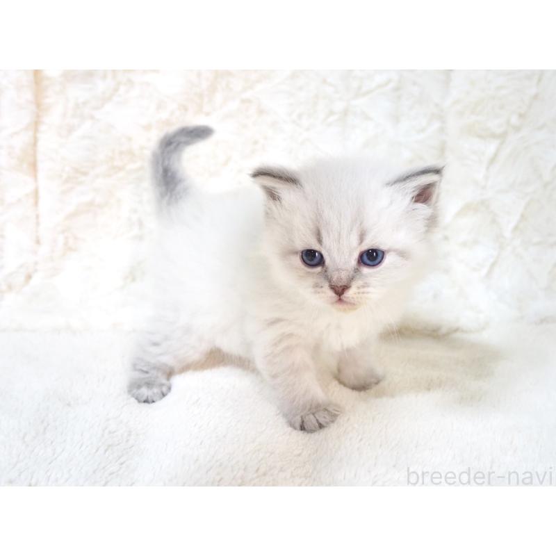 販売中の大阪府のサイベリアン-135403の7枚目