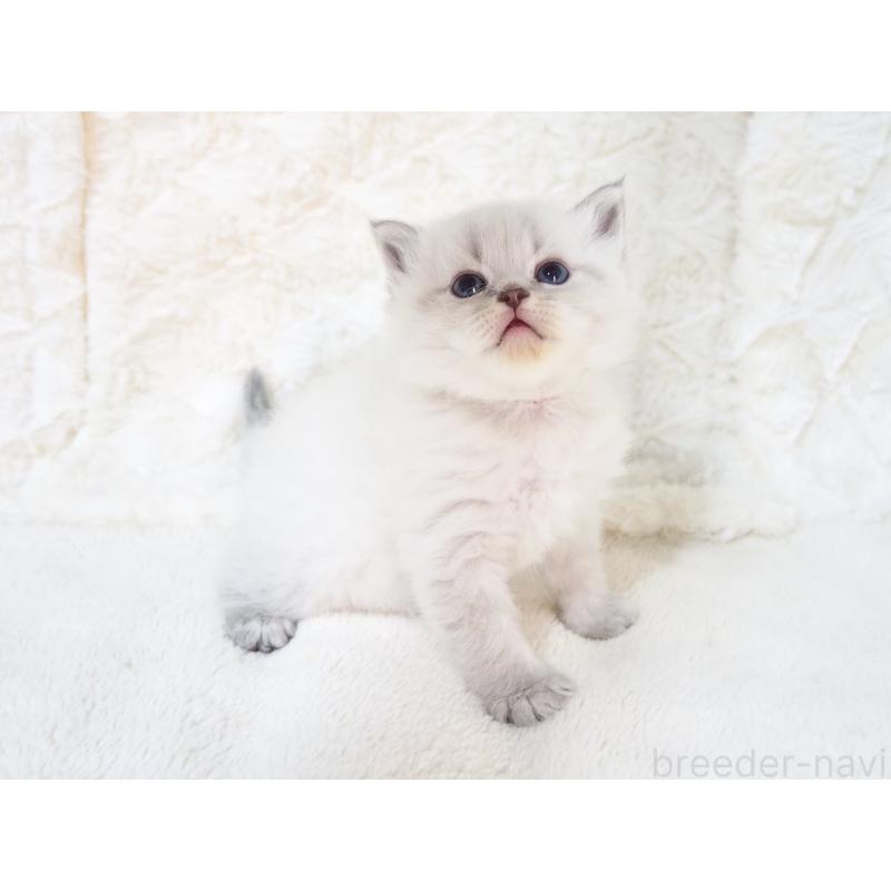 販売中の大阪府のサイベリアン-135403の6枚目