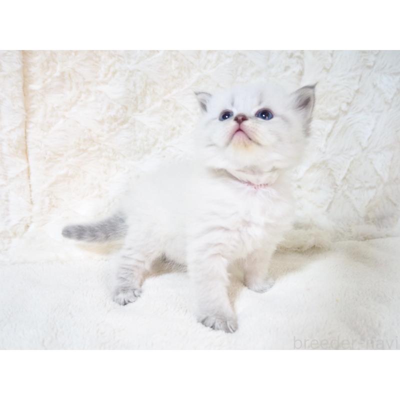 販売中の大阪府のサイベリアン-135403の5枚目