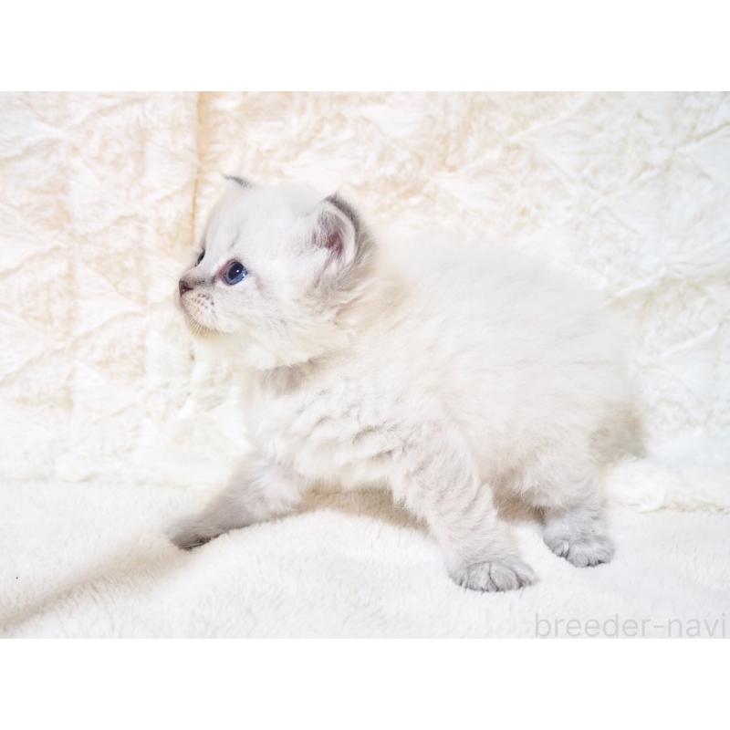 販売中の大阪府のサイベリアン-135403の4枚目