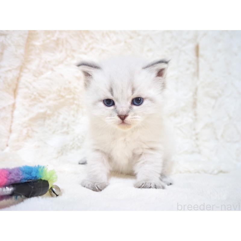 販売中の大阪府のサイベリアン-135403の3枚目