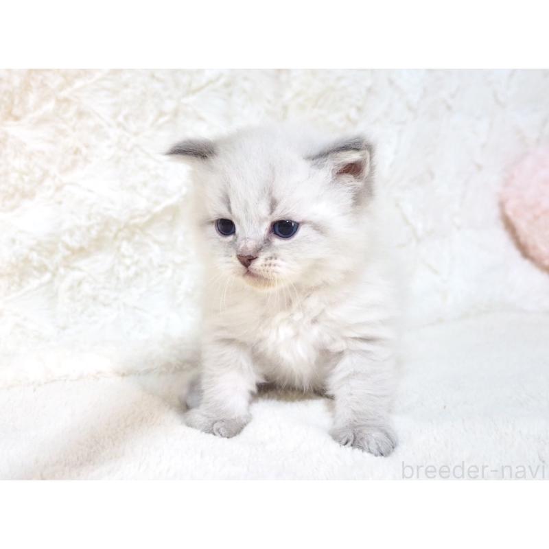 販売中の大阪府のサイベリアン-135403の2枚目