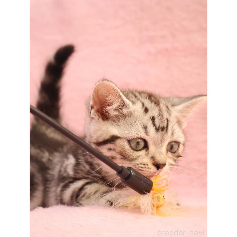 販売中の神奈川県のマンチカン(短足)-135314の10枚目