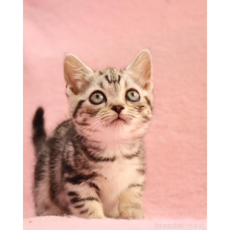 販売中の神奈川県のマンチカン(短足)-135314の9枚目