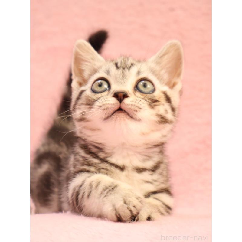 販売中の神奈川県のマンチカン(短足)-135314の8枚目