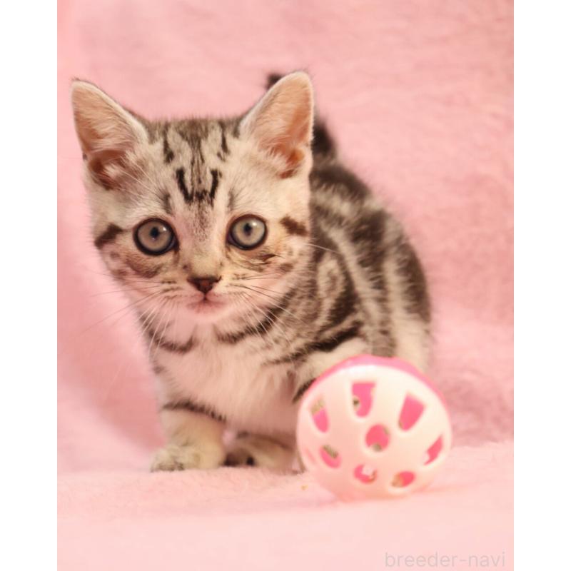 販売中の神奈川県のマンチカン(短足)-135314の7枚目