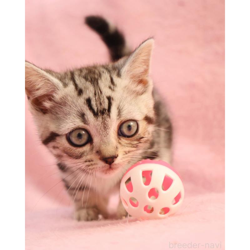 販売中の神奈川県のマンチカン(短足)-135314の6枚目