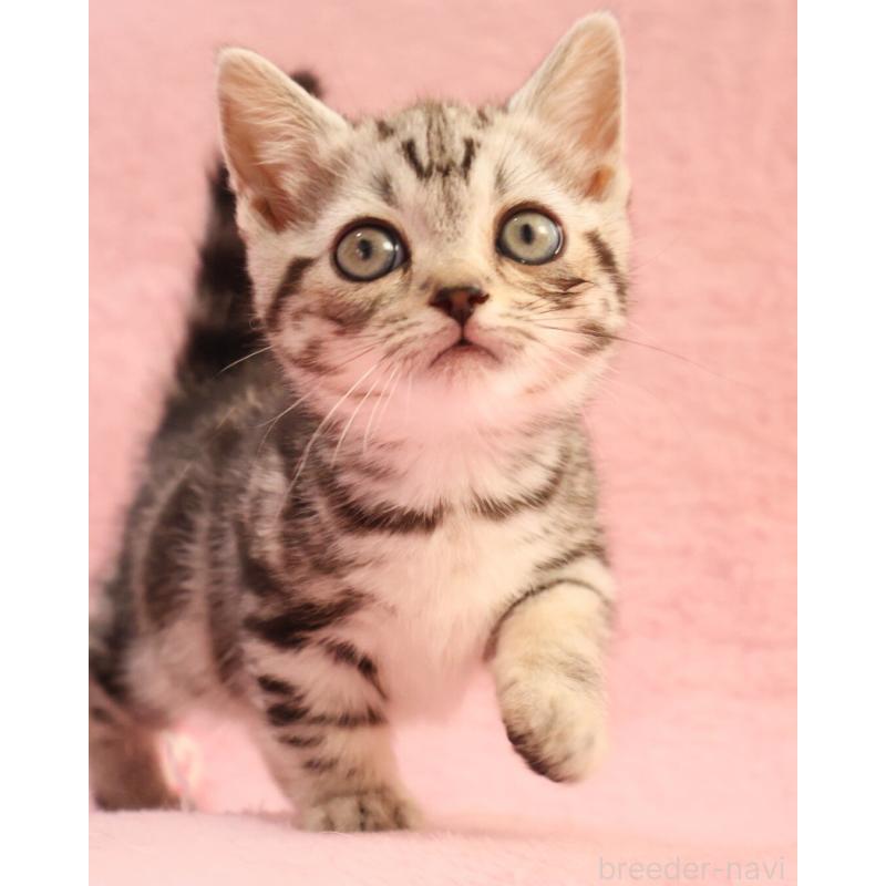 販売中の神奈川県のマンチカン(短足)-135314の5枚目