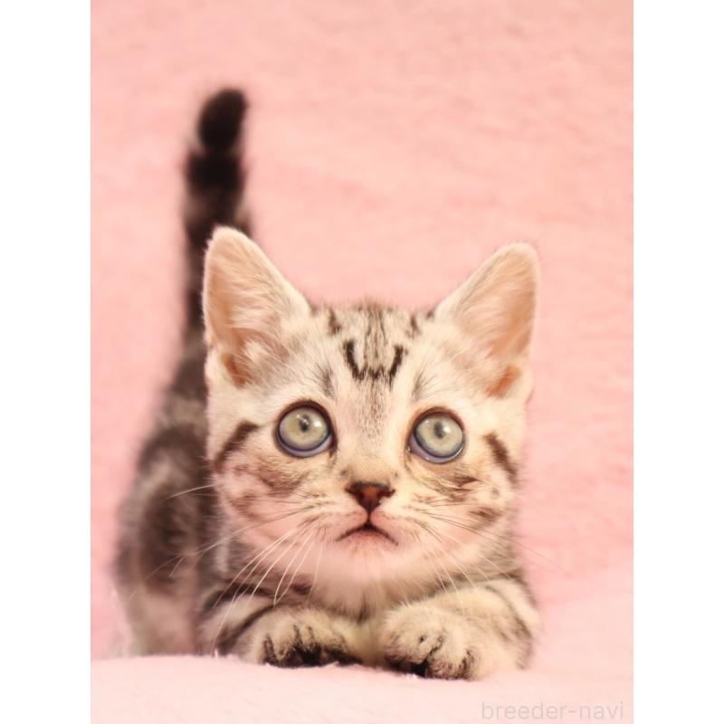 販売中の神奈川県のマンチカン(短足)-135314の3枚目