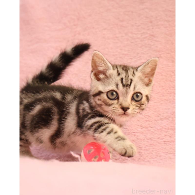 販売中の神奈川県のマンチカン(短足)-135314の2枚目