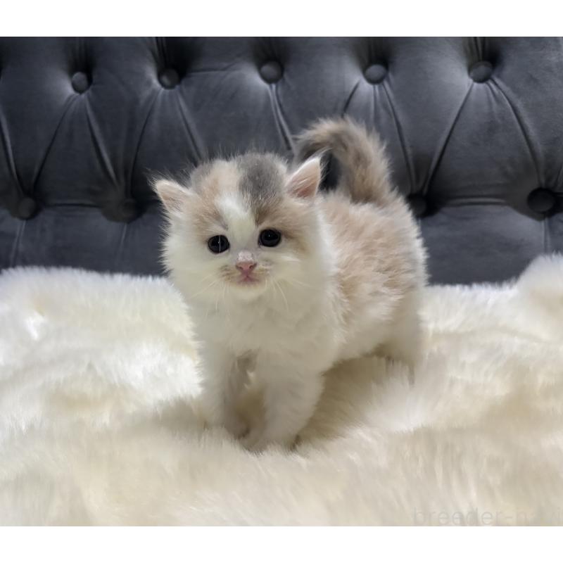 成約済の鹿児島県のミヌエット-134987の9枚目