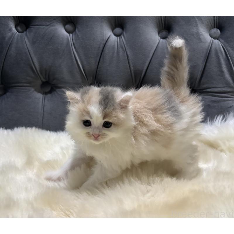 成約済の鹿児島県のミヌエット-134987の8枚目