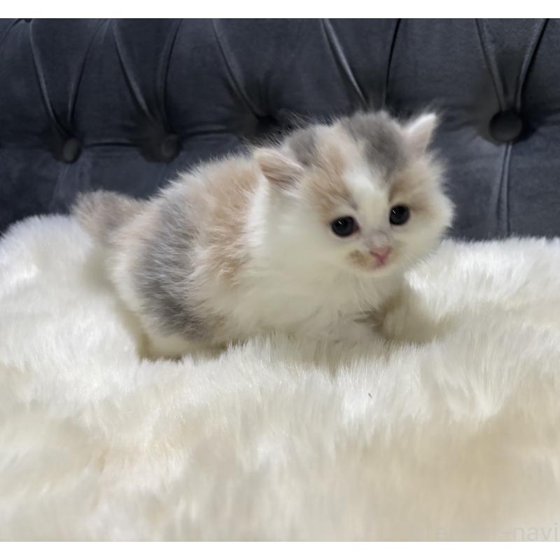 成約済の鹿児島県のミヌエット-134987の7枚目