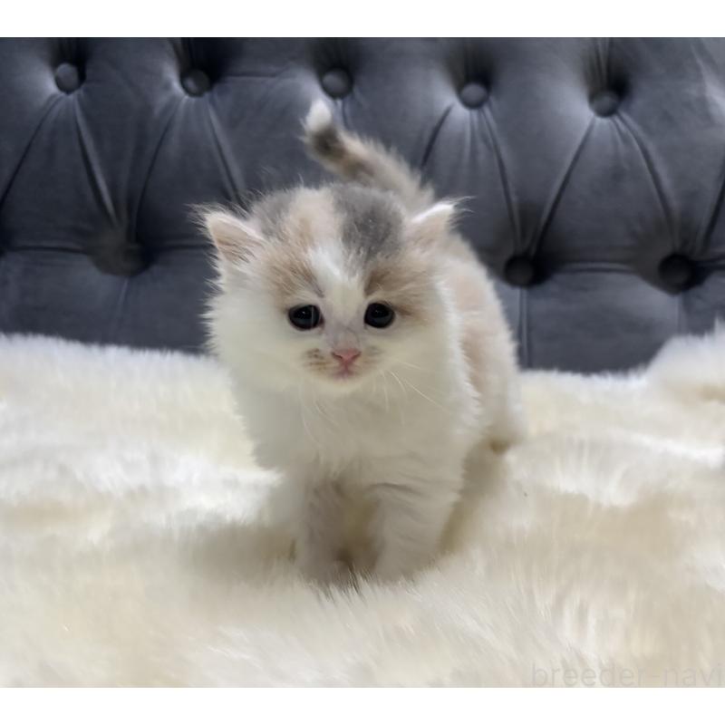 成約済の鹿児島県のミヌエット-134987の5枚目