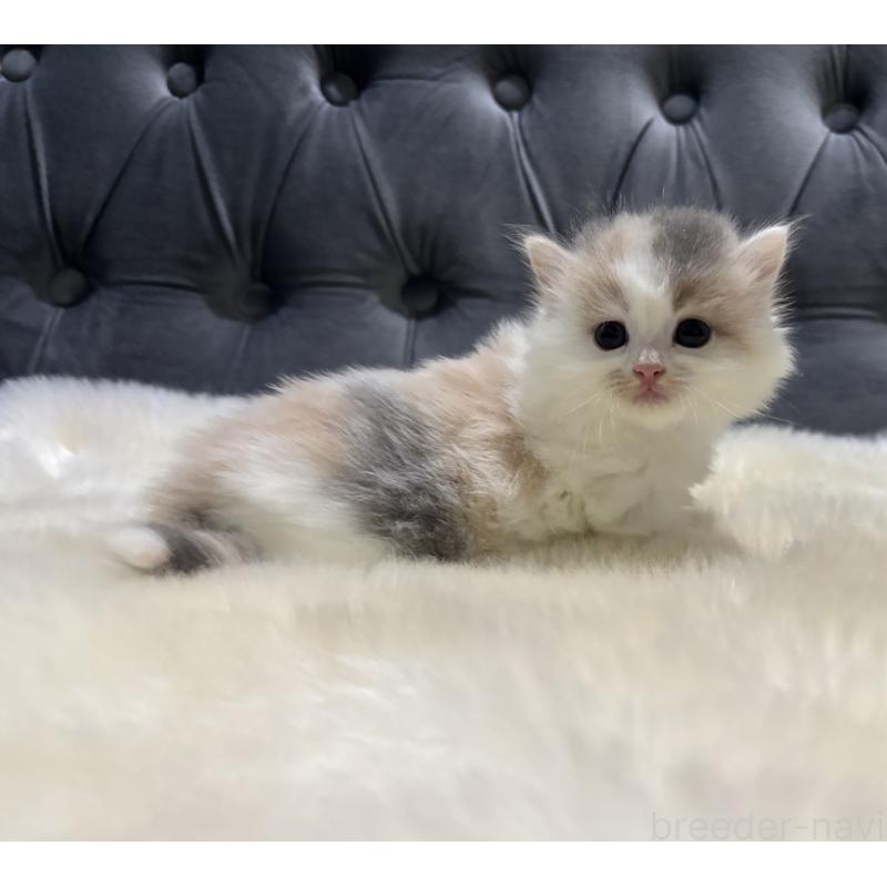 成約済の鹿児島県のミヌエット-134987の3枚目