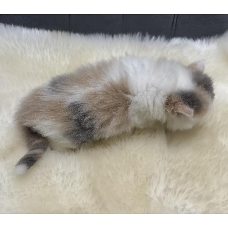 成約済の鹿児島県のミヌエット-134987の2枚目