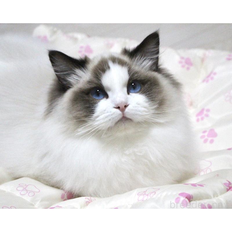 商談中の山梨県のラグドール-124577の11枚目