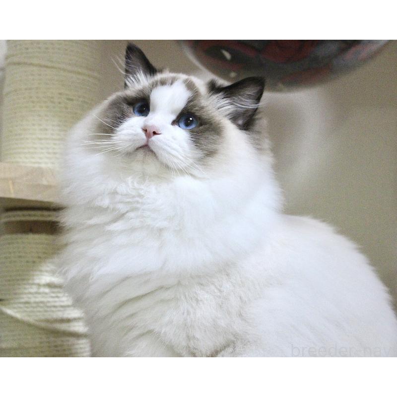 商談中の山梨県のラグドール-124577の10枚目