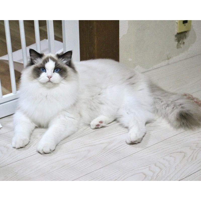 商談中の山梨県のラグドール-124577の9枚目