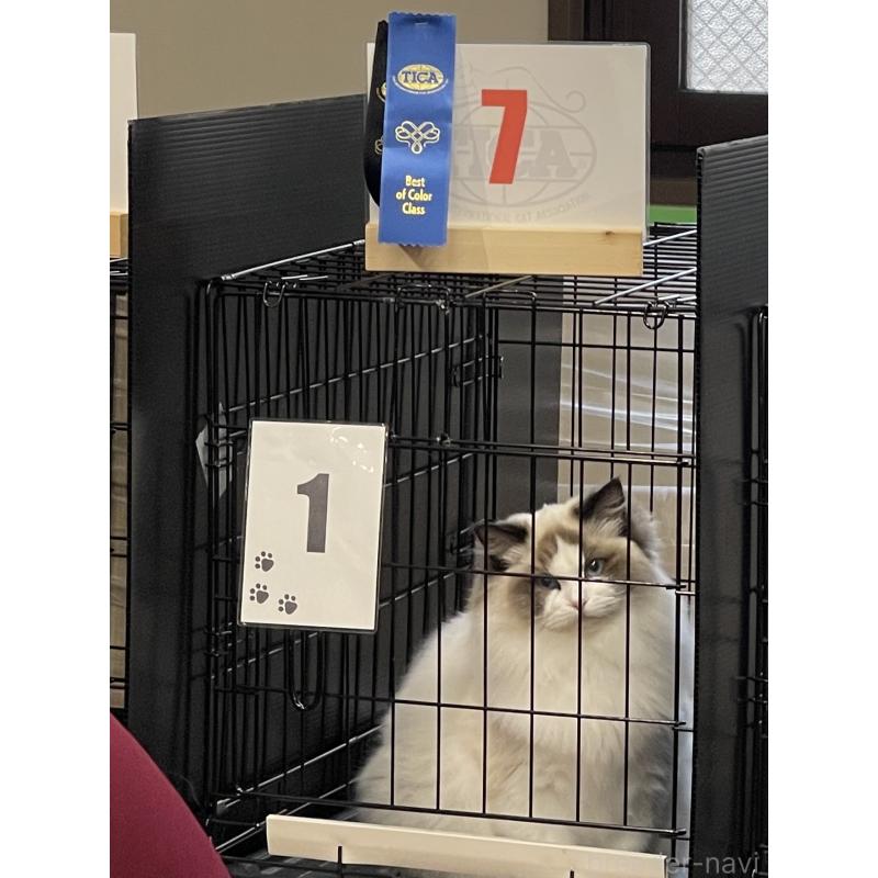 商談中の山梨県のラグドール-124577の5枚目