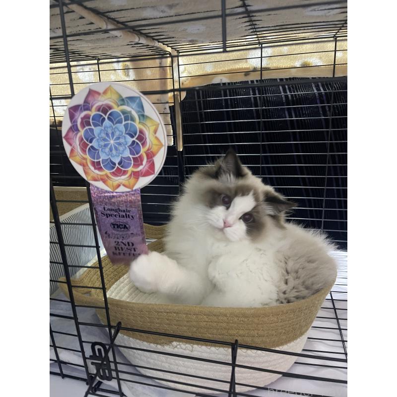 商談中の山梨県のラグドール-124577の4枚目