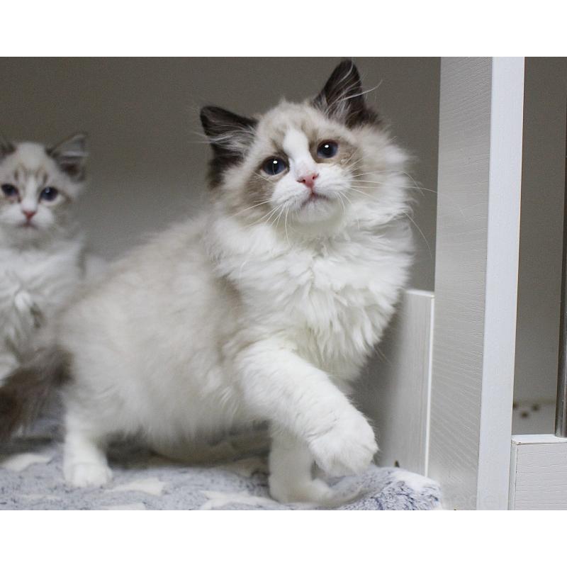 成約済の山梨県のラグドール-131707の13枚目