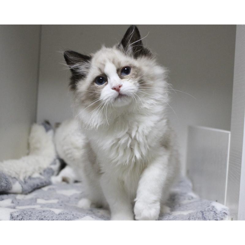 成約済の山梨県のラグドール-131707の12枚目