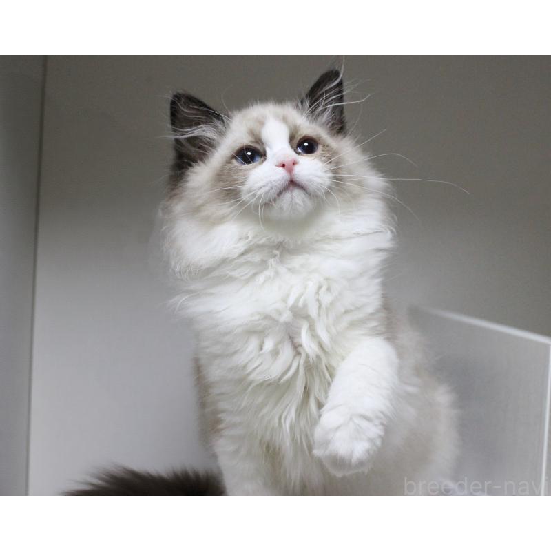 成約済の山梨県のラグドール-131707の11枚目