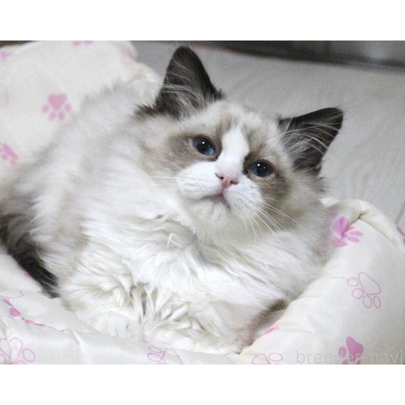 成約済の山梨県のラグドール-131707の10枚目