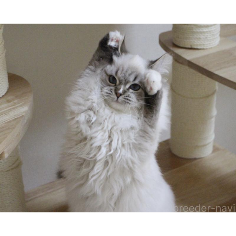 販売中の山梨県のラグドール-129973の7枚目