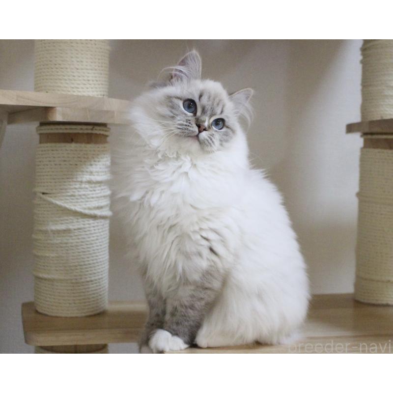 販売中の山梨県のラグドール-129973の6枚目