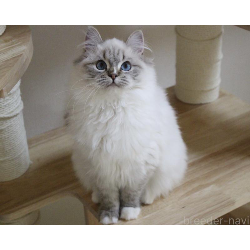 販売中の山梨県のラグドール-129973の5枚目