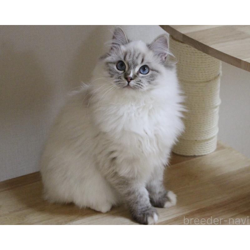 販売中の山梨県のラグドール-129973の3枚目