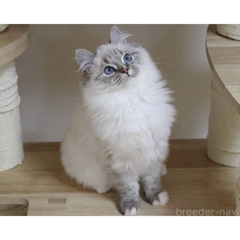 販売中の山梨県のラグドール-129973の2枚目