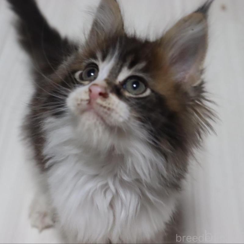 成約済の千葉県のメインクーン-132695の7枚目