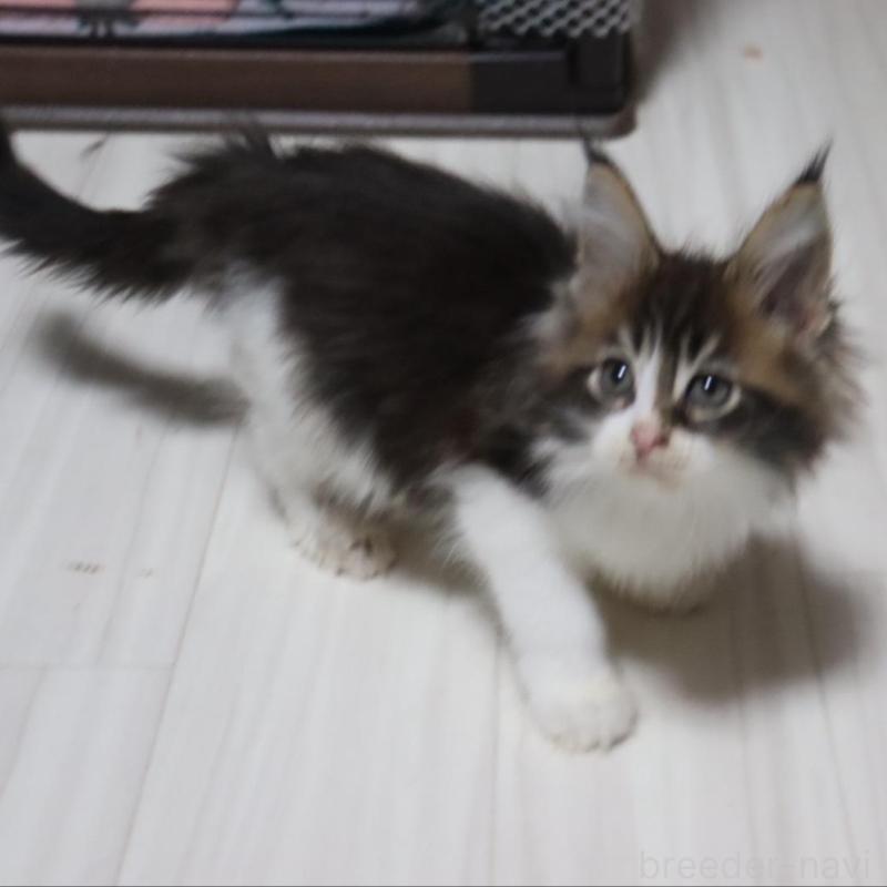 成約済の千葉県のメインクーン-132695の5枚目