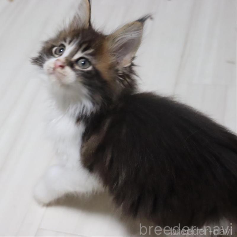 成約済の千葉県のメインクーン-132695の4枚目