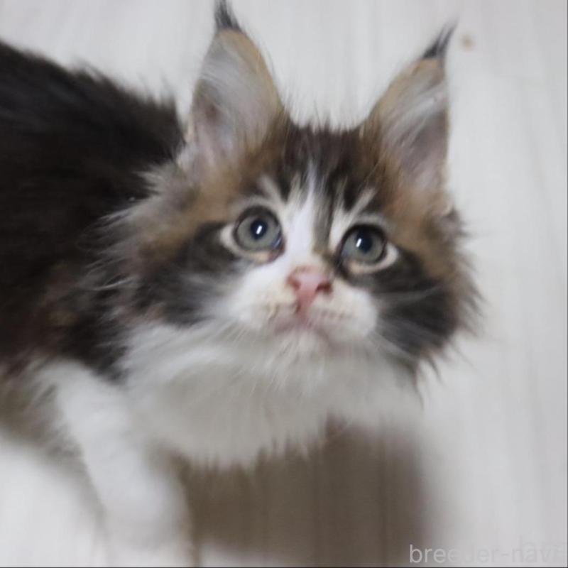 成約済の千葉県のメインクーン-132695の3枚目