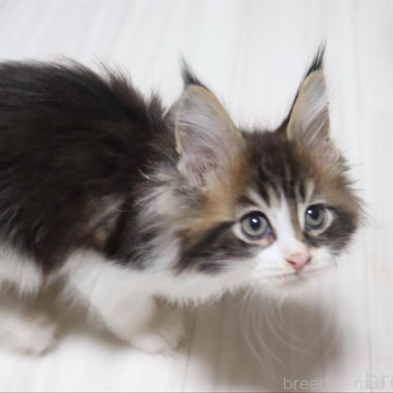 成約済の千葉県のメインクーン-132695の2枚目