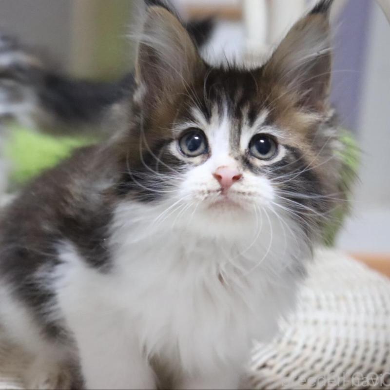 販売中の千葉県のメインクーン-132695