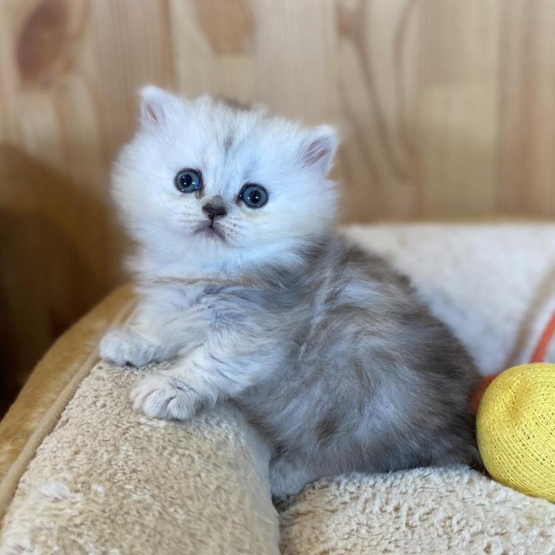 販売中の長野県のミヌエット(短足)-135406の1枚目