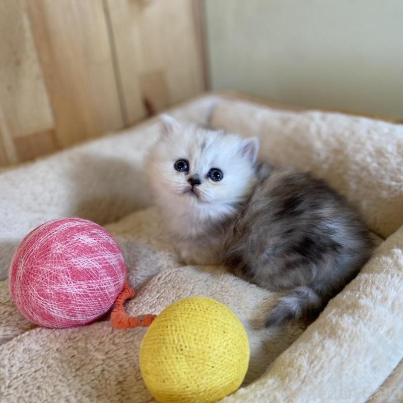 販売中の長野県のミヌエット(短足)-135406の10枚目