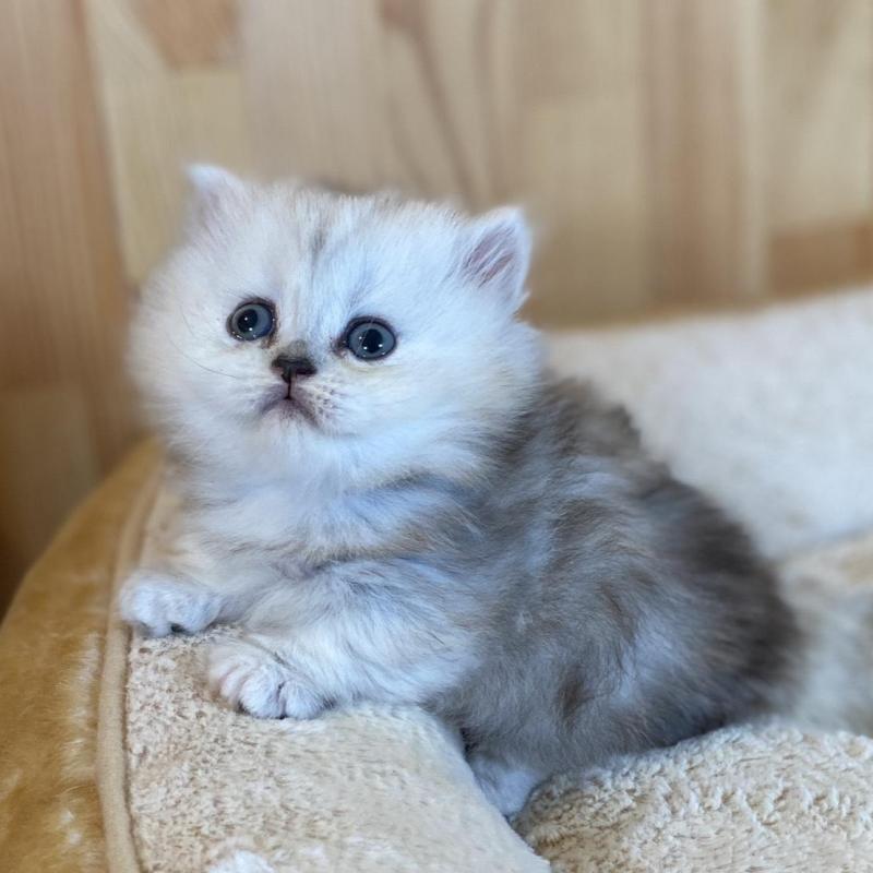 販売中の長野県のミヌエット(短足)-135406の9枚目