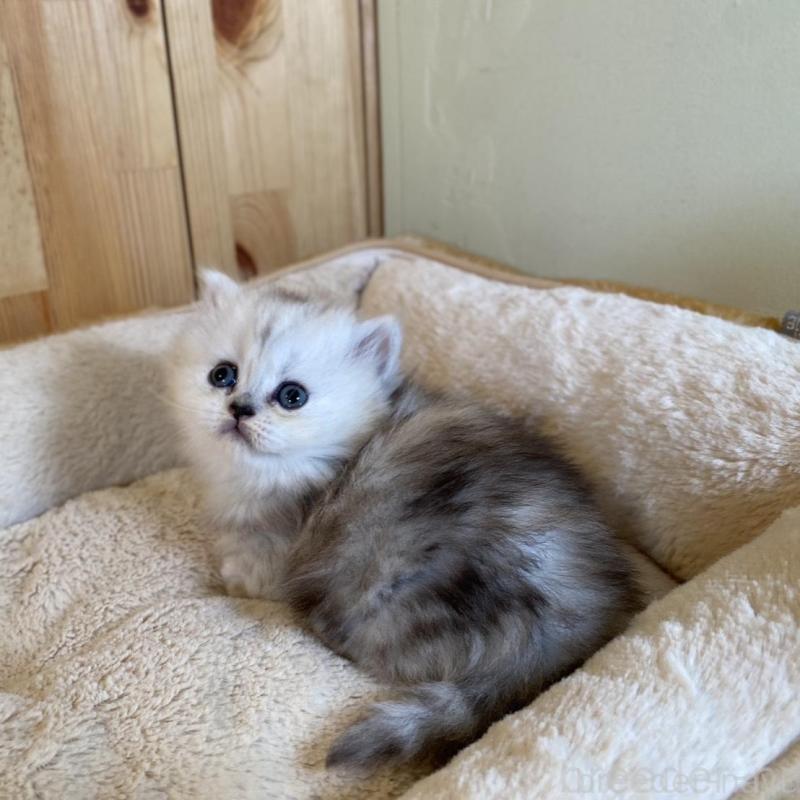 販売中の長野県のミヌエット(短足)-135406の8枚目