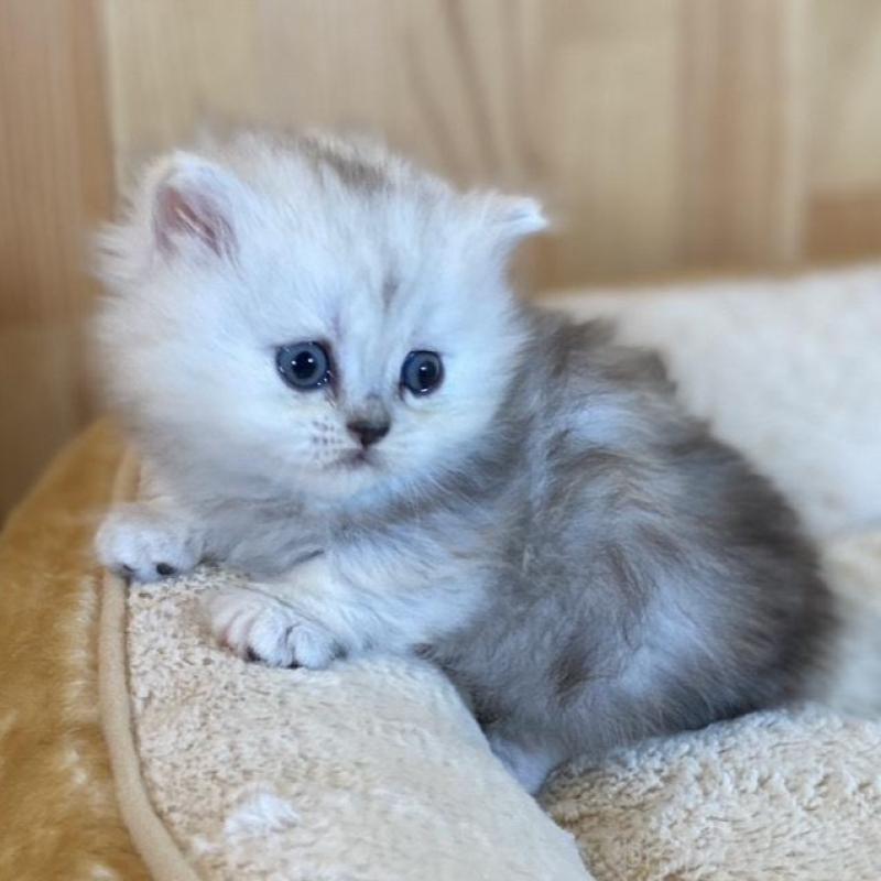 販売中の長野県のミヌエット(短足)-135406の7枚目